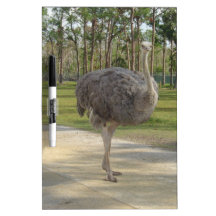 Curious Ostriche Dry-Erase Board