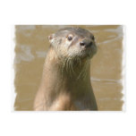 Curious Otter Postcard