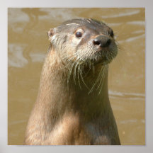 Curious Otter Poster Print
