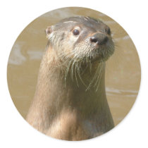 Curious Otter Sticker