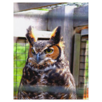 Curious Owl Personalized Flyer