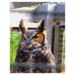 Curious Owl flyers