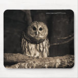 Curious Owl- mousepad mousepads