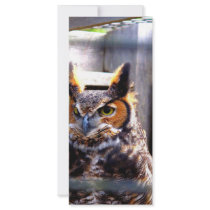 Curious Owl Rack Card Template