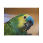 Curious Parrot Stretched Canvas Print