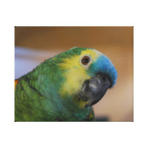 Curious Parrot Stretched Canvas Print