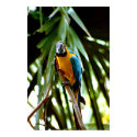 Curious Parrot posters by dma847 Curious Parrot posters