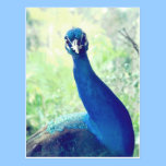 Curious peacock postcards