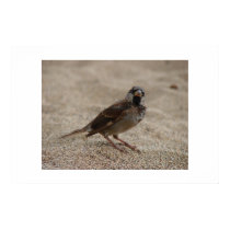 Curious Peep posters by ShawArt Curious Peep posters