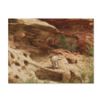 Curious.... postcards