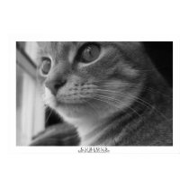 Curious posters