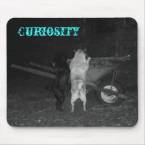 Curious Pugs mousepads