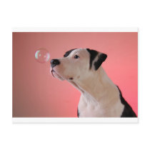 Curious pup post cards