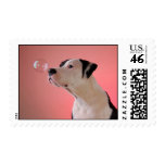 Curious pup stamps