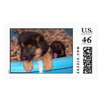 Curious Pups postage