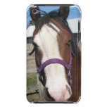 Curious Quarter Horse  iTouch Case iPod Touch Cases