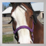 Curious Quarter Horse Poster
