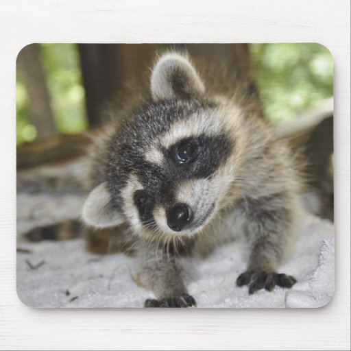 Curious Raccoon Mousepad Zazzle