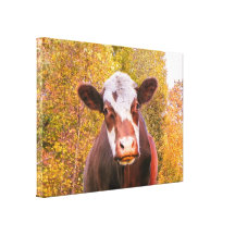 Curious Red Cow Stretched Canvas Print