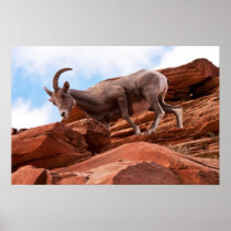 Curious Rock Climber Posters