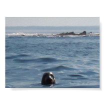 Curious Seal posters by Miramax76 Curious Seal posters
