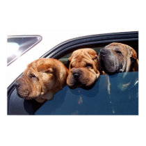 Curious Shar Pei posters by beverlytazangel Curious Shar Pei posters