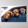 Curious Shar Pei Print