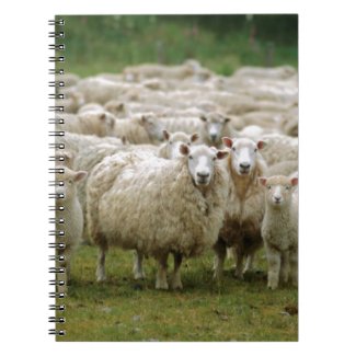 Curious Sheep Spiral Notebook