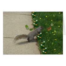 Curious Squirrel Greeting Cards