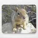 Curious Squirrel Mousepad by dlgray Curious Squirrel Mousepad