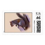 Curious Squirrel Stamp