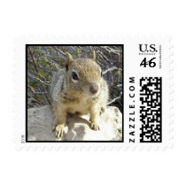 Curious Squirrel Postage