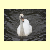 Curious Swan Postcard postcards