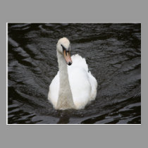 Curious Swan Postcard postcards