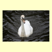 Curious Swan Poster posters