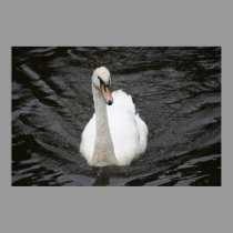 Curious Swan Poster posters
