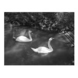 Curious Swans Postcard