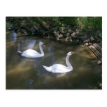 Curious Swans Postcard