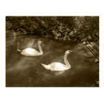 Curious Swans Postcard