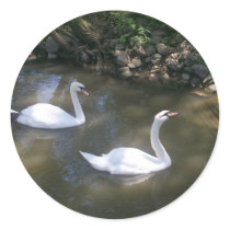 Curious Swans Stickers by stonedorphotos Curious Swans Stickers