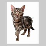 Curious tabby cat looking into the camera postcards
