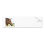 Curious Thoroughbred Bumper Sticker