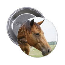 Curious Thoroughbred Button
