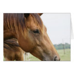 Curious Thoroughbred Greeting Card
