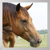 Curious Thoroughbred Poster