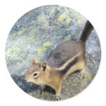 Curious Wild Chipmunk Photo Stickers