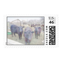 Curious Young Black Angus Stamp