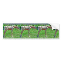 Curiouse Colt bumper stickers