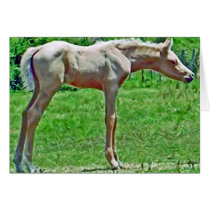 Curiouse Colt cards