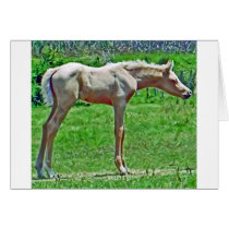 Curiouse Colt cards